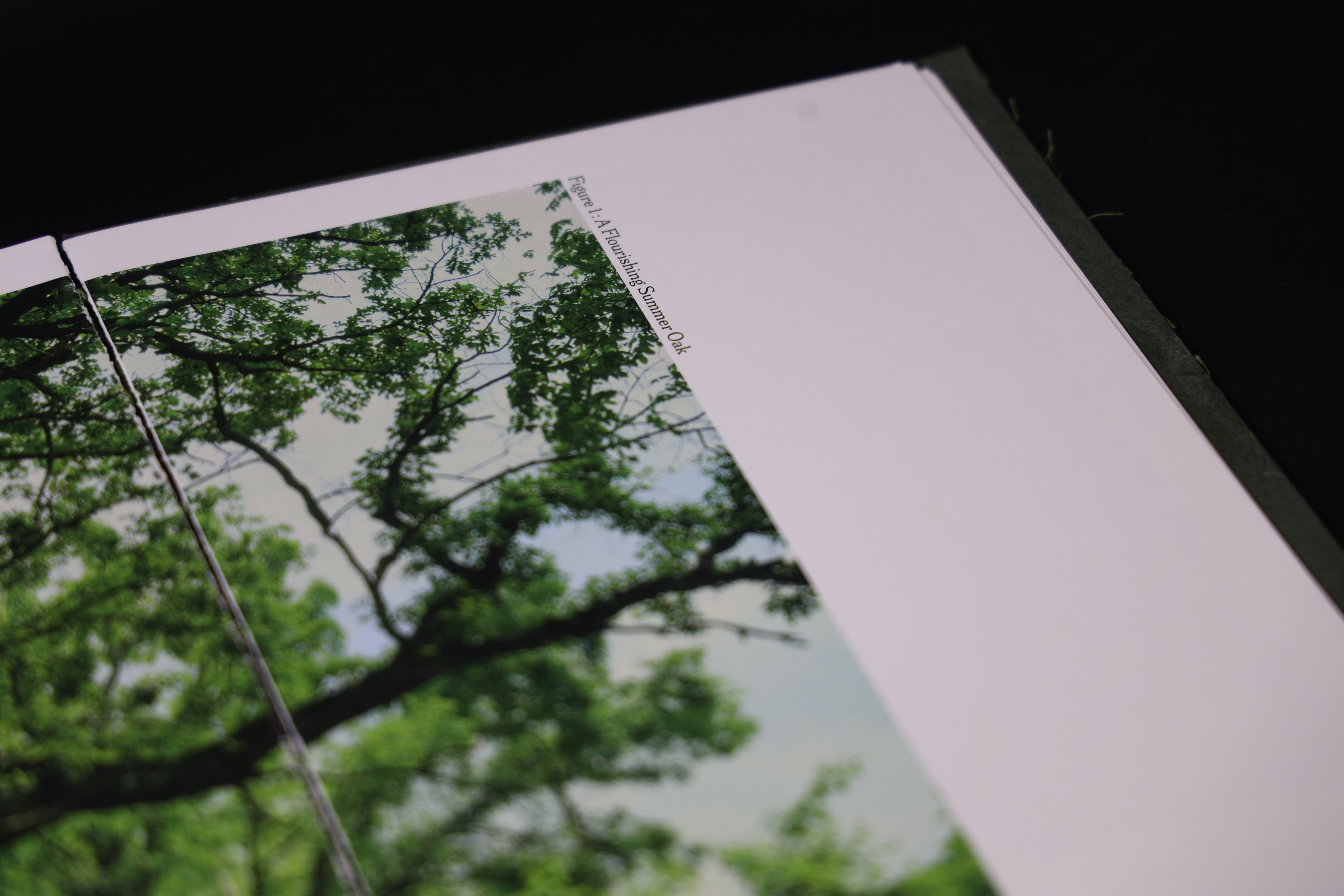 Spring Summer spread