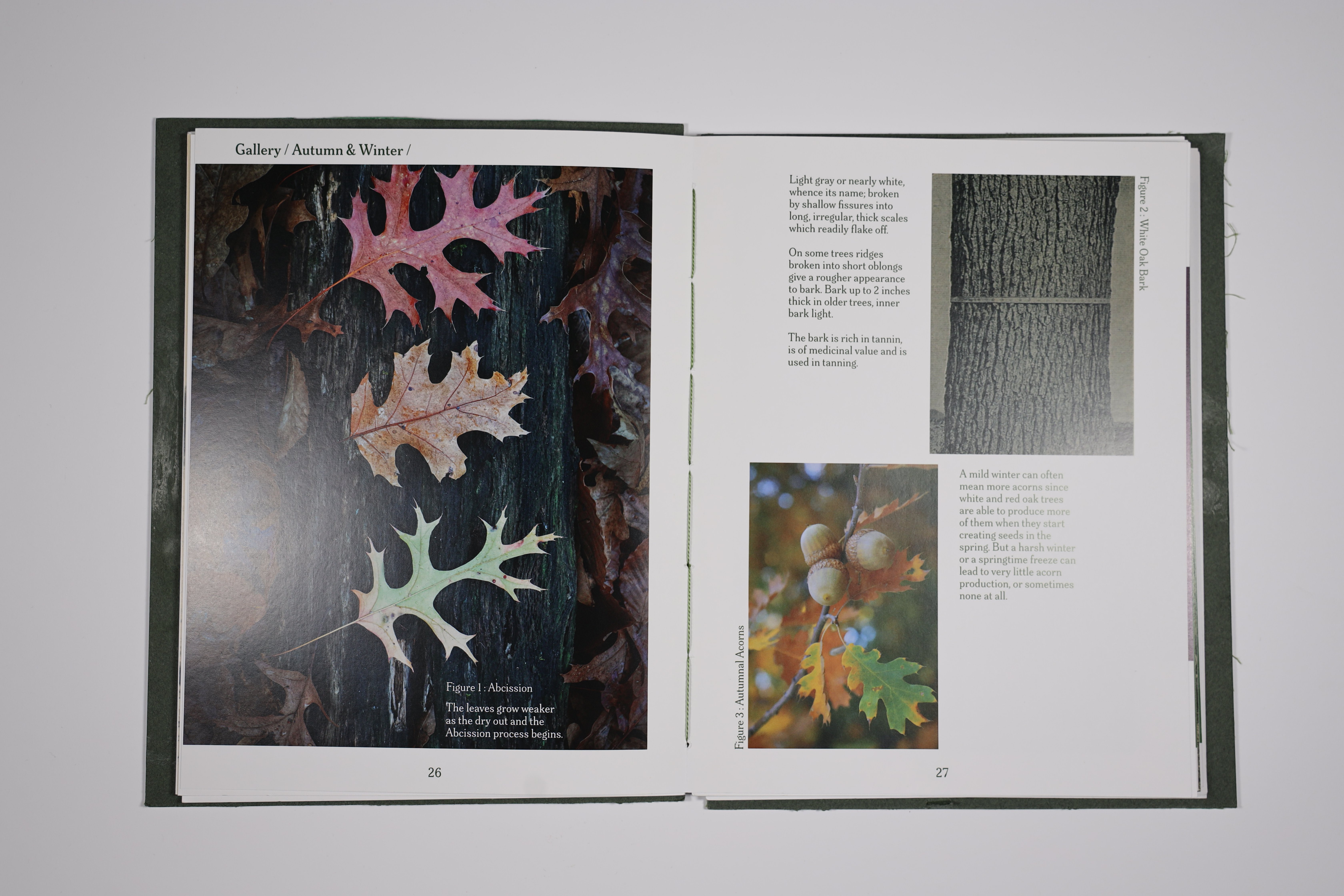 Botanical and autumn